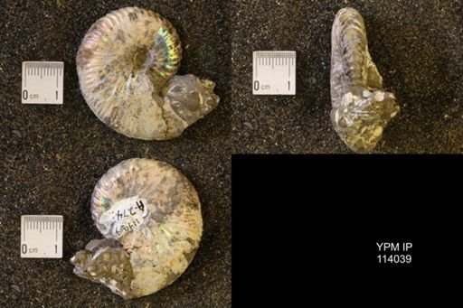 Hoploscaphites nicolletii