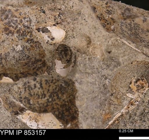 Limopsis striatopunctatus