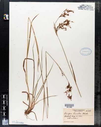 Scirpus lineatus