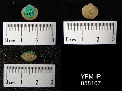 Nucleospira ventricosa