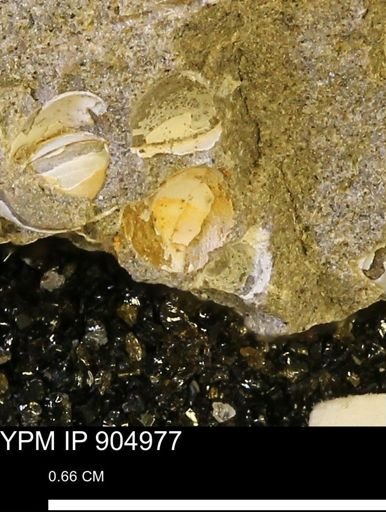 undet. Bivalvia