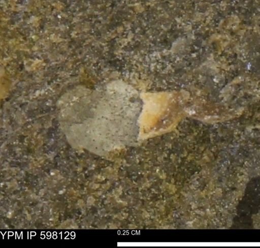 undet. Mollusca