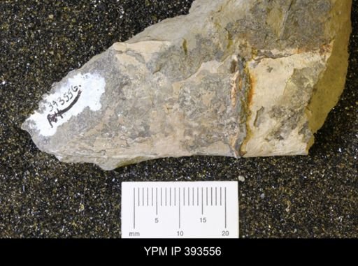 Baculites sp.