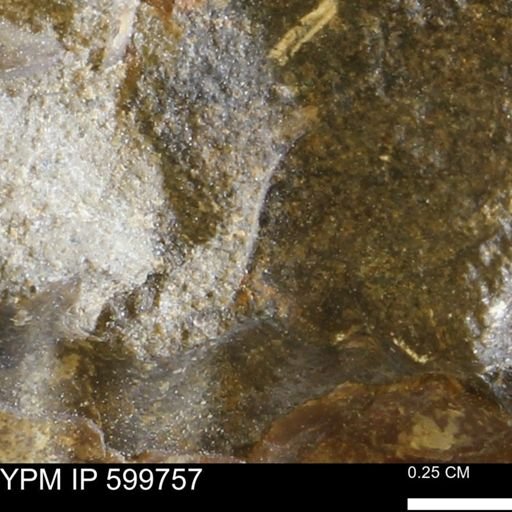 undet. Mollusca