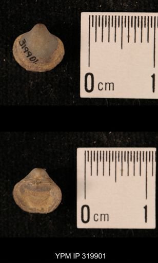 Ambocoelia planoconvexa