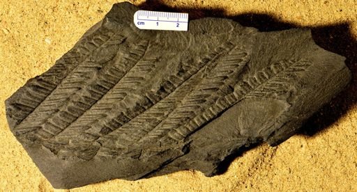 Pecopteris sp.