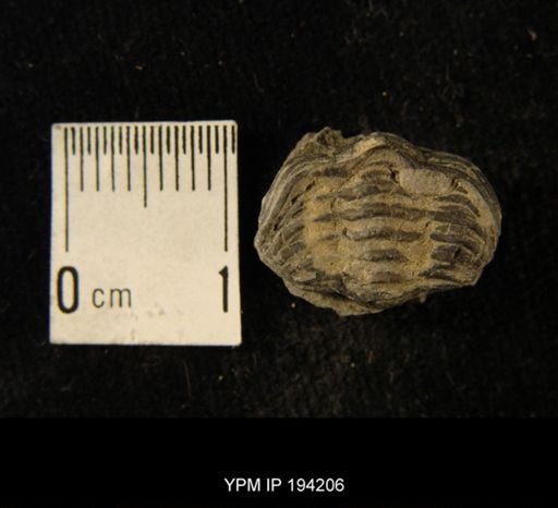 Phacops rana
