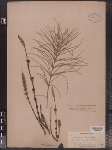 Equisetum arvense