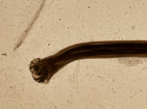 Ancylostoma caninum