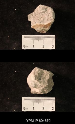 Productus?