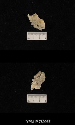 Leptodus sp.
