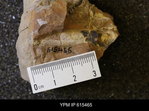 Baculites sp.