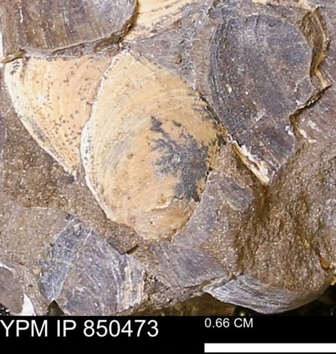 Limopsis striatopunctatus