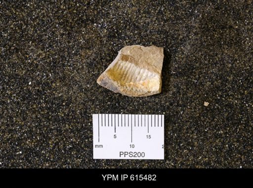 Scaphites sp.