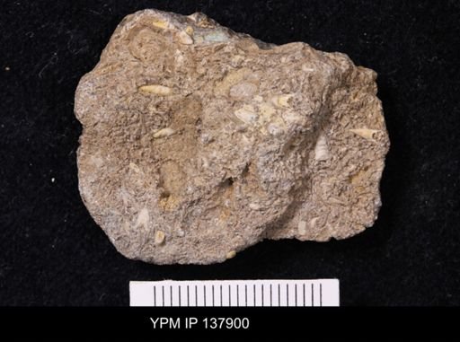 Salterella rugosa