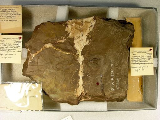 Triaenopus lulli