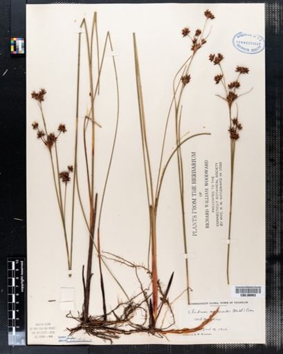Cladium mariscoides