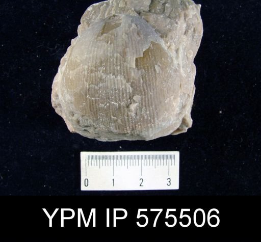 Linoproductus cora