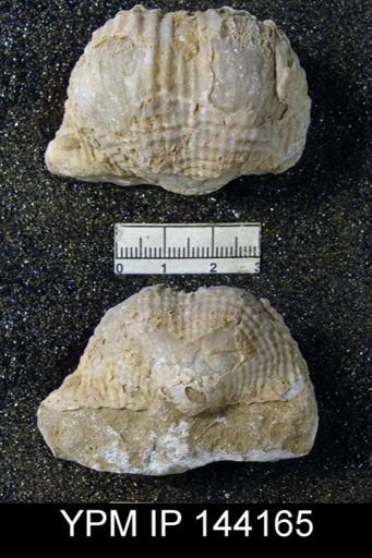 Dictyoclostus indicus