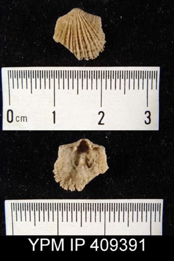 Glyptorthis sp.