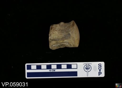 undet. Mosasauridae