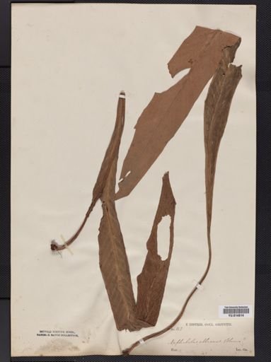 Cyclophorus