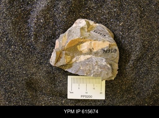 undet. Bivalvia