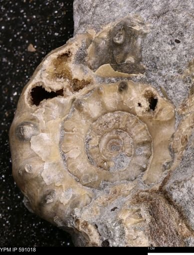 Xipheroceras dudressieri