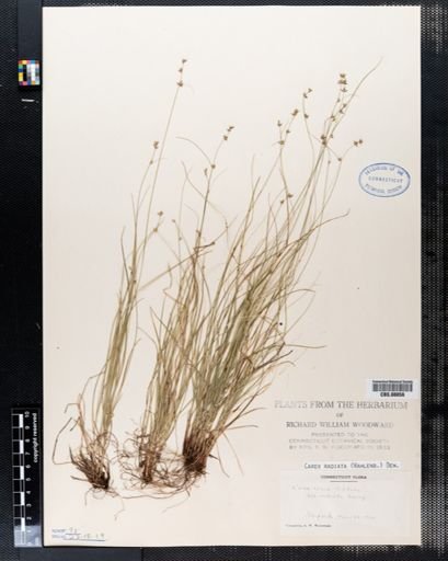 Carex radiata