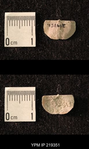Chonetes granulifer