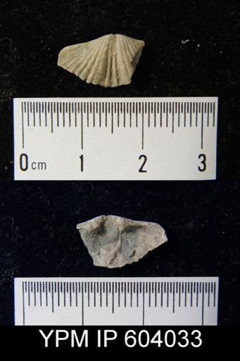 Platystrophia biforata