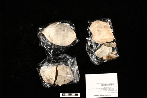 Terrapene carolina triunguis