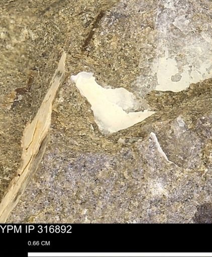 undet. Mollusca