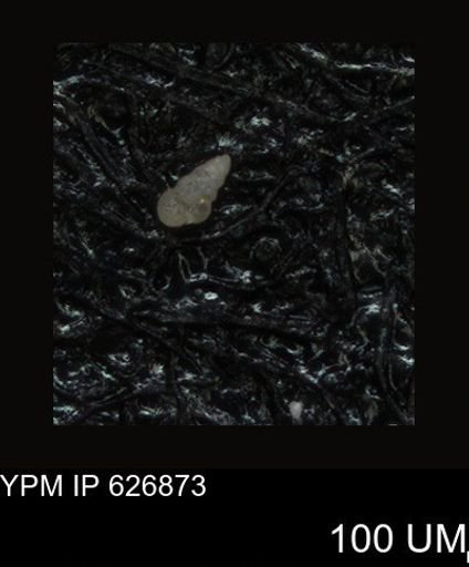 undet. Foraminiferida