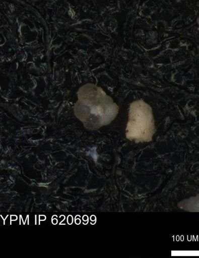 undet. Rugoglobigerinidae