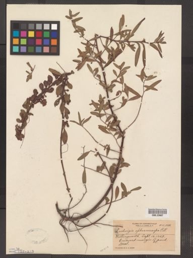 Ludwigia sphaerocarpa