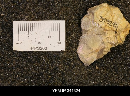 Scaphites sp.