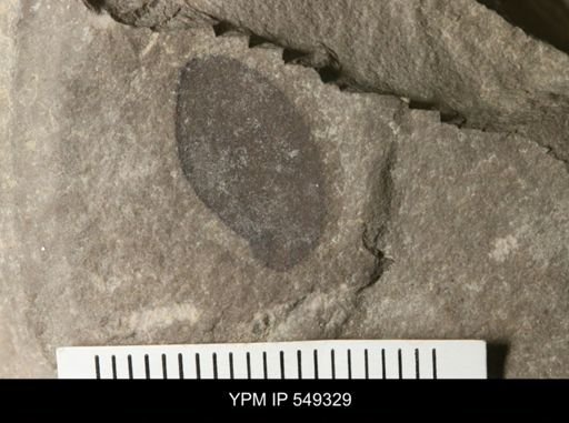 undet. Eurypterida