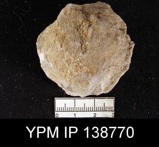 Derbya cf. grandis