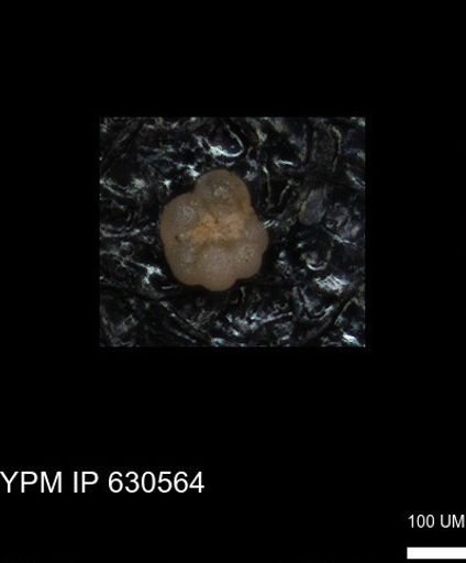 undet. Rugoglobigerinidae