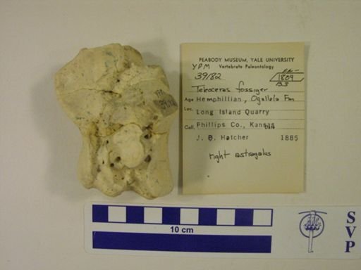 Teleoceras fossiger