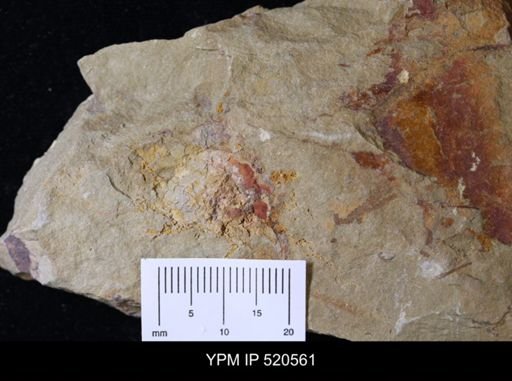 undet. Echinodermata