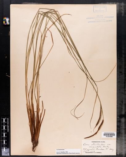 Carex stricta