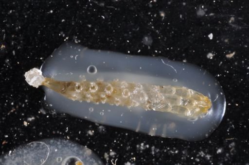 Thalamoporella californica