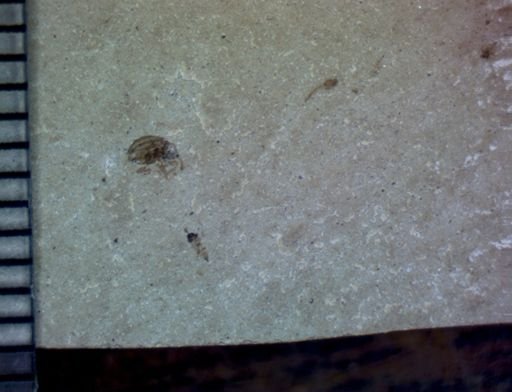 undet. Curculionidae