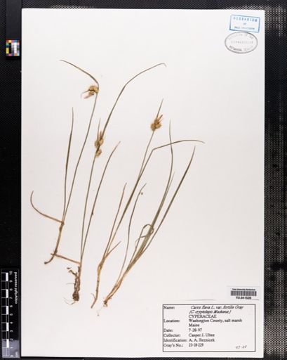 Plantae