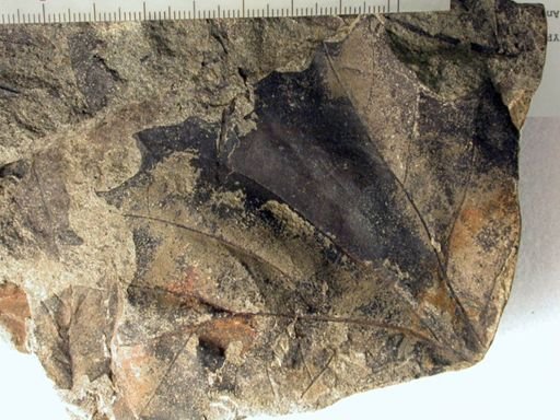 Angiospermopsida