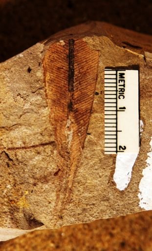 Yabeiella mareyesiaca