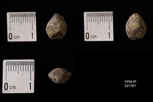 Dielasma turgida