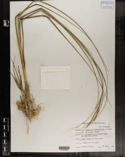Plantae